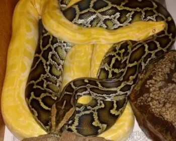 Serpente que sumiu de zoo de Brasília há 4 meses é encontrada