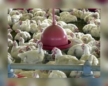 China reporta surto de gripe aviária H5N1 na província de Hunan