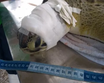 Tartaruga com lesão na cabeça é resgatada com vida na praia da Jatiúca