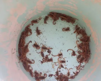 Mulher convivia com 500 escorpiões em casa sem saber em Montes Claros, MG