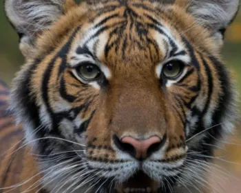 Coronavírus infecta mais quatro tigres e três leões no Zoo do Bronx