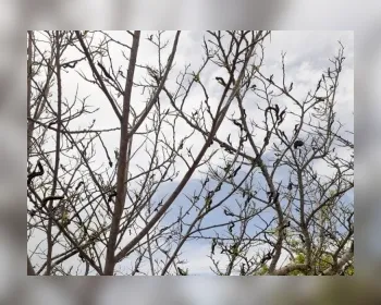 Lagartas devastam produção de pinhas em Estrela de Alagoas 