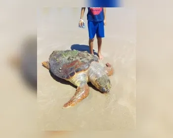 Tartaruga encalhada é encontrada morta na praia da Jatiúca
