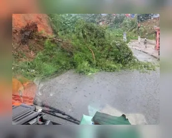 VÍDEO: Deslizamento de barreira derruba árvore e bloqueia via na Chã da Jaqueira