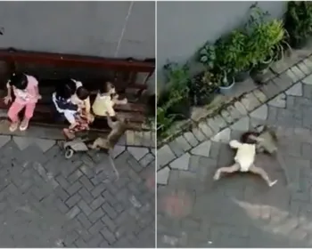 Vídeo chocante mostra ataque de macaco contra criança; menina foi arrastada