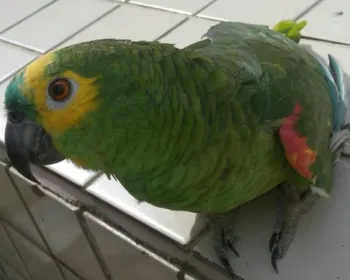 Viúva vence 'guerra' por papagaio que cuida há 36 anos: 'Trato muito bem'