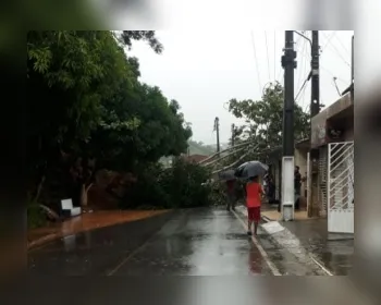 Queda de árvore deixa rua interditada no município de Branquinha 