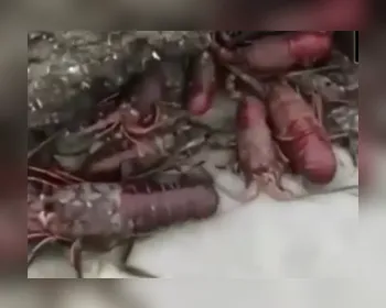 IMA-AL é acionado para apurar vídeo de lagostas mortas na Praia do Saco