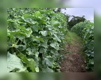 Agricultores de SC usam técnica com menos agrotóxicos em hortaliças
