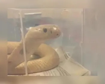 Cobra Naja que picou estudante de veterinária é encontrada perto de shopping