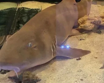 Polícia encontra espécie de tubarão em criadouro ilegal de animais no DF