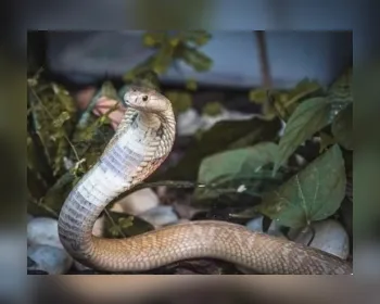 Zoológico faz ensaio com cobra Naja que picou estudante em Brasília