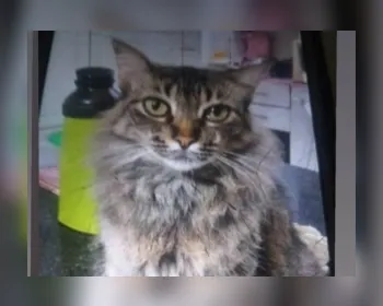 Família oferece recompensa para quem encontrar gato desaparecido em Maceió