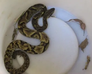 Marechal lidera em casos de picadas de cobras registradas pelo Helvio Auto
