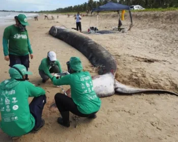 Baleia que foi reintroduzida no mar é encontrada morta em praia em AL