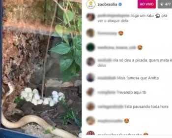 Zoológico de Brasília faz live com cobra naja que picou estudante