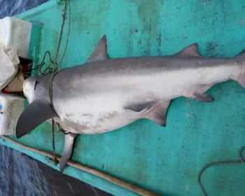 Pescadores capturam tubarão em mar na Barra Nova, em Marechal Deodoro
