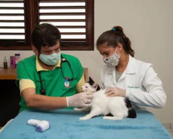 Braskem e Ufal promovem vacinação de cerca de 100 gatos no Pinheiro