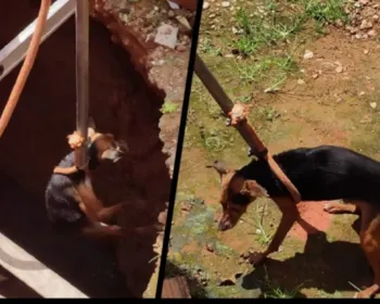 Cachorro cai em fossa ativa e é resgatado pelos Bombeiros em Atalaia