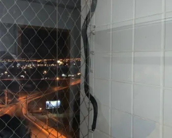 Moradores encontram cobra na varanda do 4º andar de prédio no DF