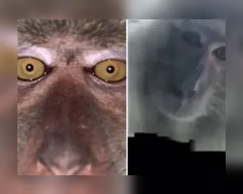 Jovem recupera celular 'furtado' e encontra selfies de macaco no aparelho