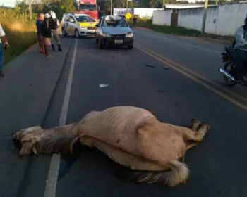 Cavalo solto na pista provoca acidente na rodovia AL-110, em Arapiraca