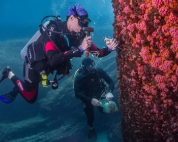 Mergulhadores correm para extrair 150 kg de coral invasor em Santos