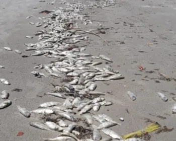 Pescadores encontram meia tonelada de peixes mortos na Barra de Santo Antônio