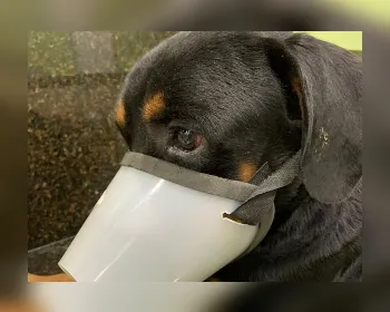 Cachorro resgatado com sinais de maus-tratos morre em Maceió
