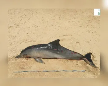 Boto cinza encalha e morre em praia do Litoral Sul de Alagoas