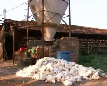 Produtores de ovos de Bastos relatam morte de mais de 30 mil galinhas por calor