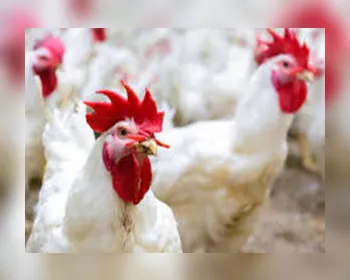 Mais de 1 milhão de galinhas morrem por causa do calor intenso em SP