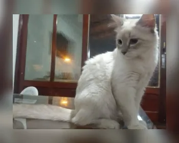 Brasil registra primeiro caso confirmado de gato com Covid-19