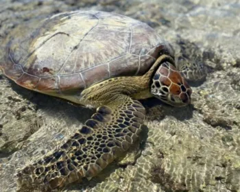 Tartaruga perde o tempo da maré e fica presa em piscina natural