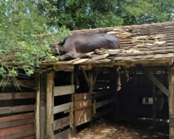 Vaca é resgatada após ficar presa em telhado em Santa Catarina