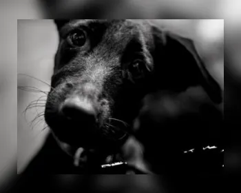 Protetor de animais luta para encontrar novo lar para mais de 170 cachorros