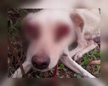 Polícia inicia investigações no caso de cachorro que teve olhos arrancados