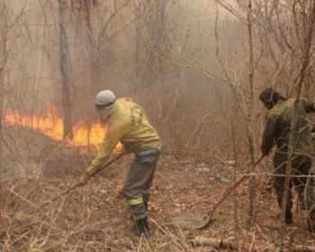 Onça-pintada morta e fogo "subterrâneo": os incêndios ainda ameaçam o Pantanal