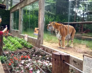 Tigre-de-bengala morre aos 19 anos e emociona equipe do Zoo de Bauru