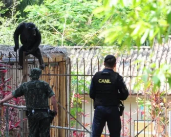 Chimpanzé escapa de recinto e mobiliza equipes em zoológico de Sorocaba