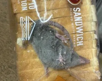 Homem pede pão em aplicativo e recebe rato vivo dentro da embalagem
