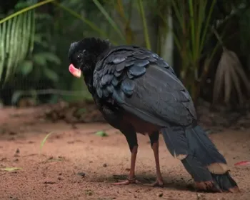 Espécie de pássaros em extinção ganha novo lar no zoo de Brasília