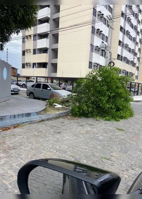 
				
					Ventania derruba árvores e causa transtornos em ruas de Maceió
				
				