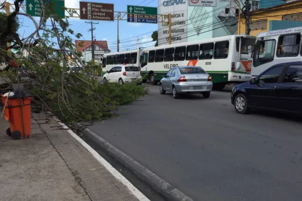 
				
					VÍDEO: Árvore tomba na Praça Centenário, em Maceió, e deixa trânsito lento
				
				