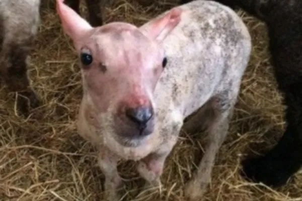 
				
					Rejeitado pela mãe após nascer sem pelo, bebê ovelha ganha casaco de lã 
				
				