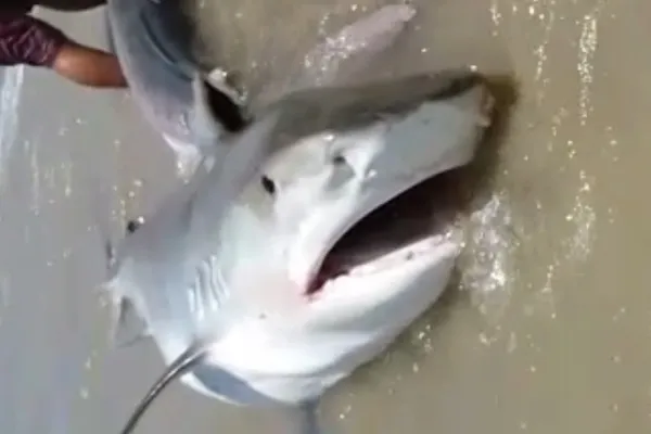 
				
					VÍDEO: Tubarões são capturados por pescadores no Litoral de Alagoas
				
				