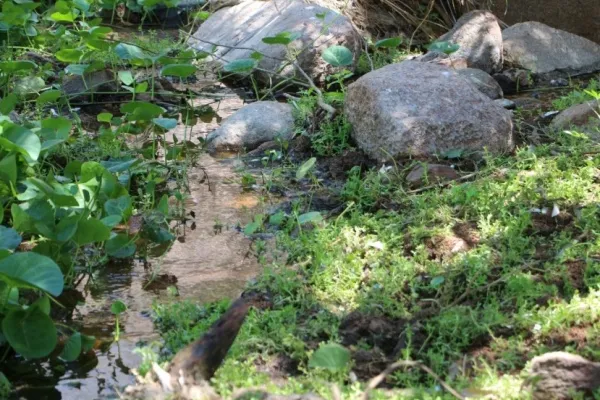 
				
					FPI descobre despejo de esgoto dentro de parque ecológico em Piranhas
				
				
