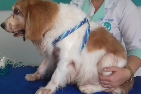 
				
					Reabilitação fisioterapêutica leva qualidade de vida a animais em Alagoas
				
				