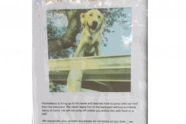 
				
					Família bota bilhete para explicar hábito de cachorro de ficar no telhado
				
				