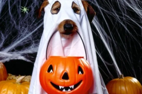 
				
					Halloween Parque Shopping tem programação especial para os pets
				
				